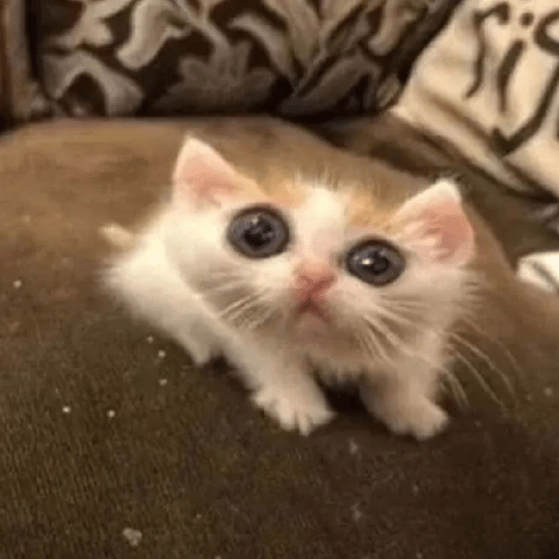 Gatitos 🤪 3