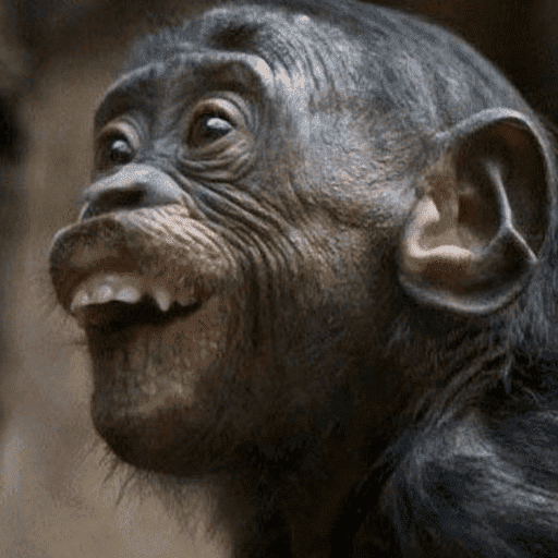 Macaco 9