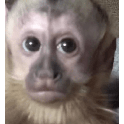 MONYET IMUT  4