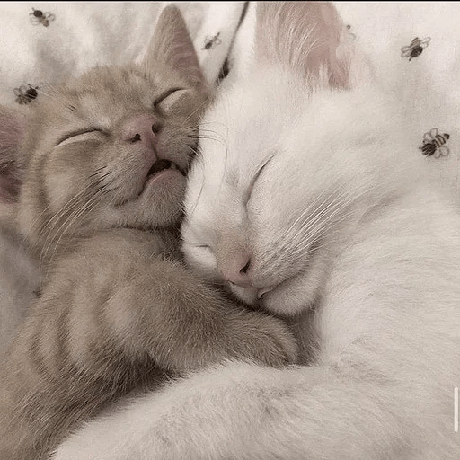 Cats  ฅ⁠^⁠•⁠ﻌ⁠•⁠^⁠ฅ 😺🤍 11
