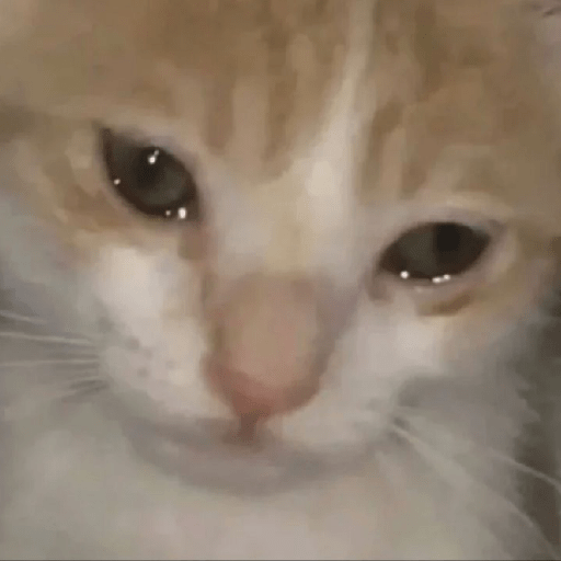 Gatitos 😺 7