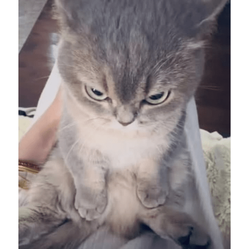 Angry cat😾 15