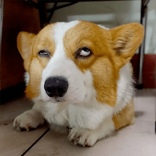 🦴🐶 Perros Funny Random 🐾🐶 3