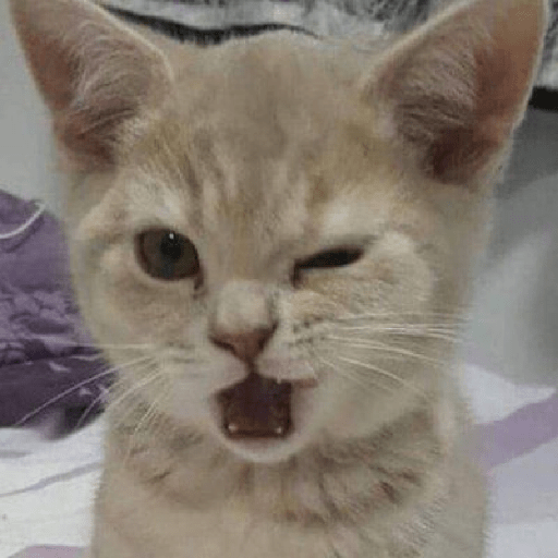 Gatitos 😺 1