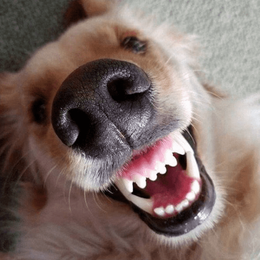 Dog  9