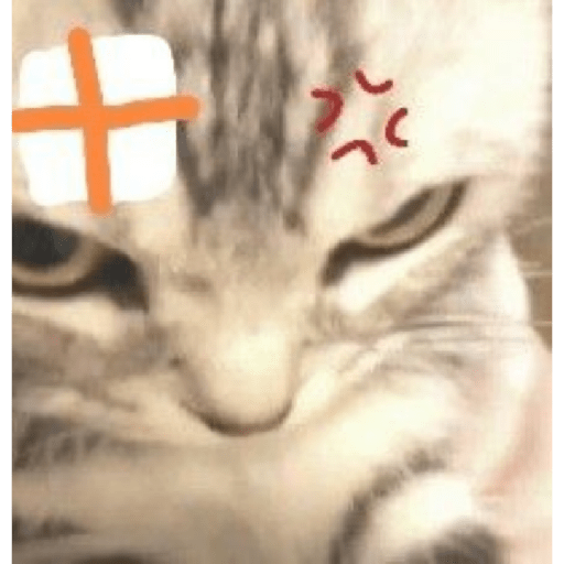 Angry cat😾 8