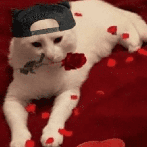 Cantadas gatinhos  6