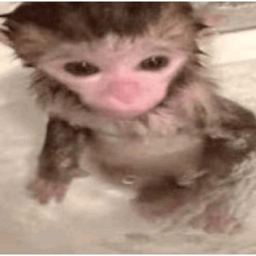 MONYET IMUT  6