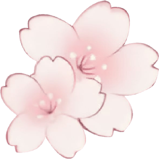 Cherry blossom flower sakura  6
