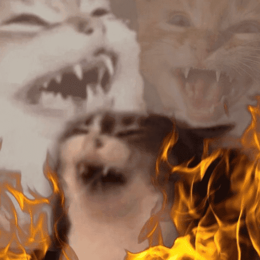 Gatos engraçados  1