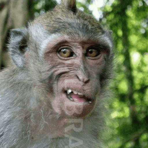 Macaco 10