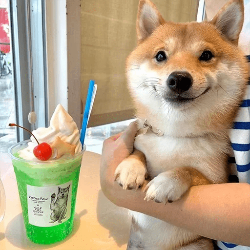 🐕 PERROS RANDOM FUNNY 2🤣 6