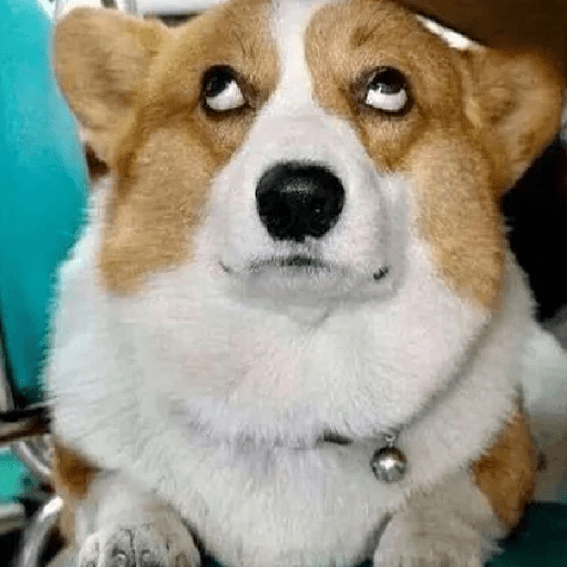 🦴🐶 Perros Funny Random 🐾🐶 14