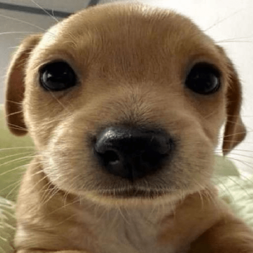 Perritos 🤭 9