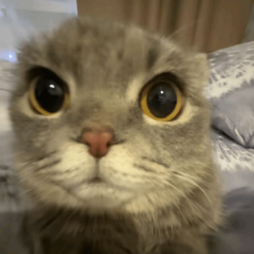 Gatitos 😺 6