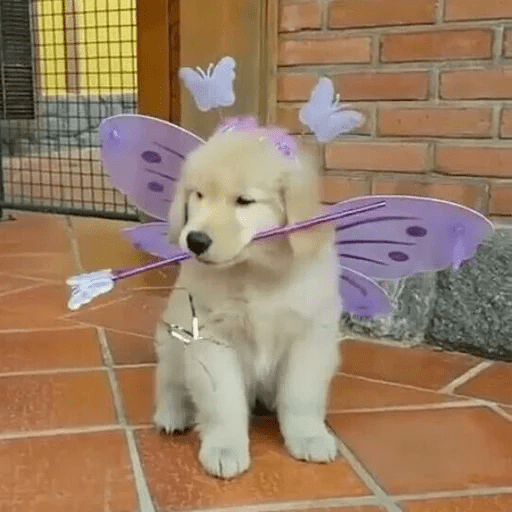 🐕 PERROS RANDOM FUNNY 2🤣 4