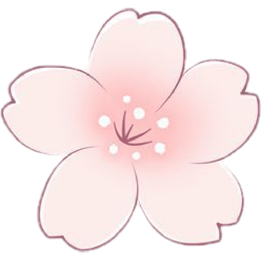 Cherry blossom flower sakura  5