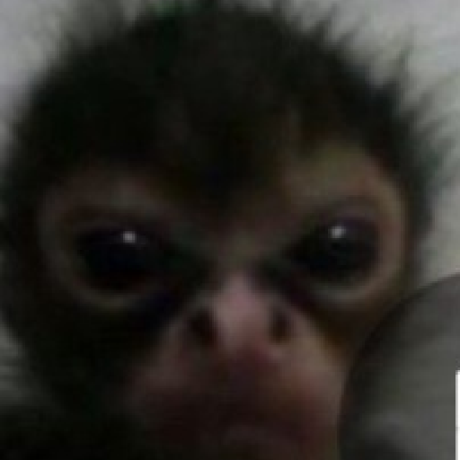 Monitos 🐵 8