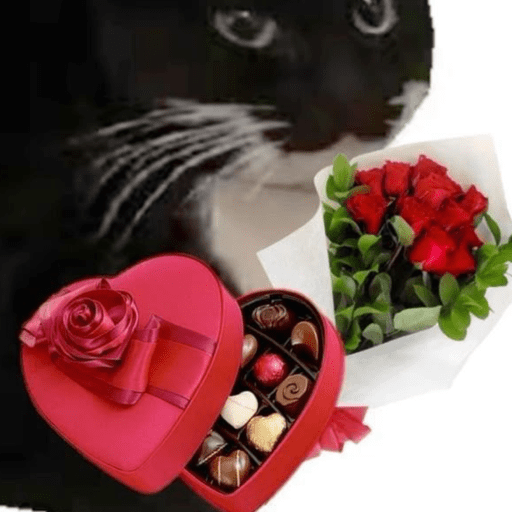 Cantadas gatinhos  7