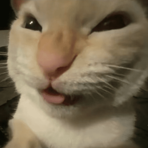 Cats 10 4