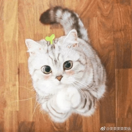 GATOS RANDOM 😸😻 4