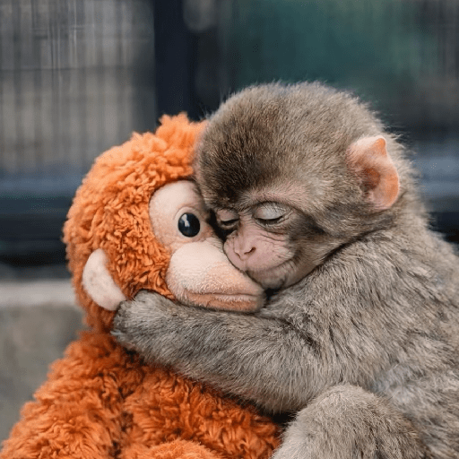 🧿Punch monito bebe🦧🐒 13