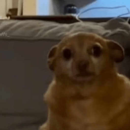 Perritos 🤭 4