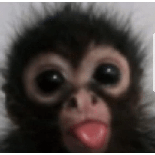 MONYET IMUT  8