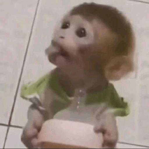MONYET IMUT  2