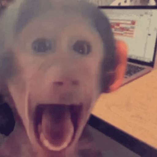 Macaco 15