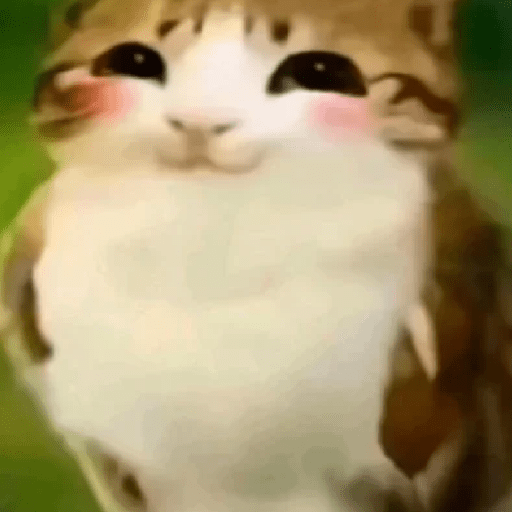 Meme Gato Random 🤣 xdxd 🐈 13
