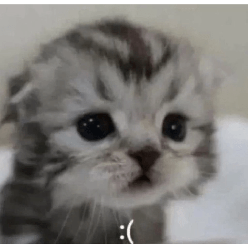 Gatitos ☺️ 6