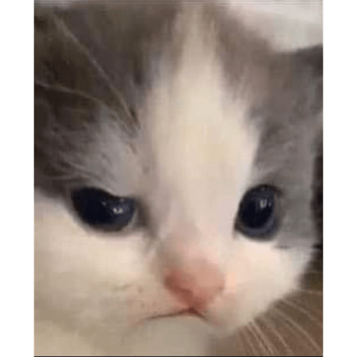 Meme kucing 22
