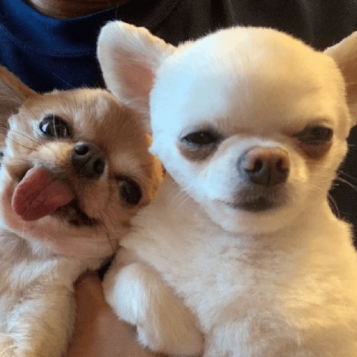 Perritos 🐕 3