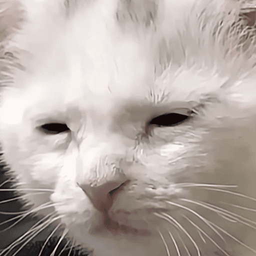 Gatinhos fofos 14