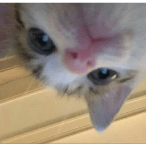 Gatitos ☺️ 8