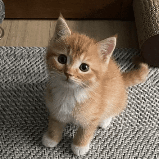 ⌗gatitos  8