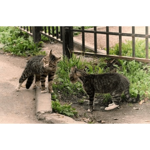 Meme kucing 11