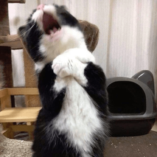 Meme kucing 23