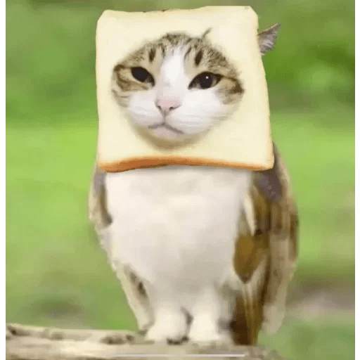 Meme Gato Random 🤣 xdxd 🐈 4