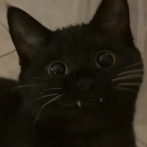 🐈🐈‍⬛ Gatos pal chat 🐈‍⬛🐈 9