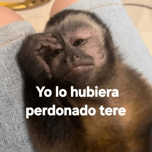 Monos 🤭 7