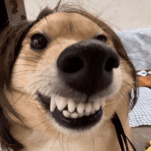 Animais engraçados  5