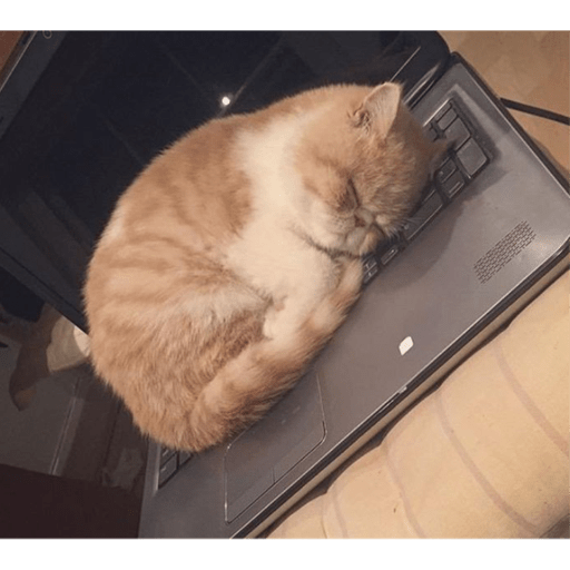 Meme kucing 28