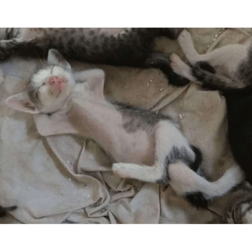 Meme kucing 1