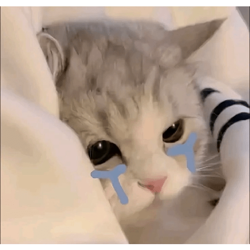 Gatitos 😝 8