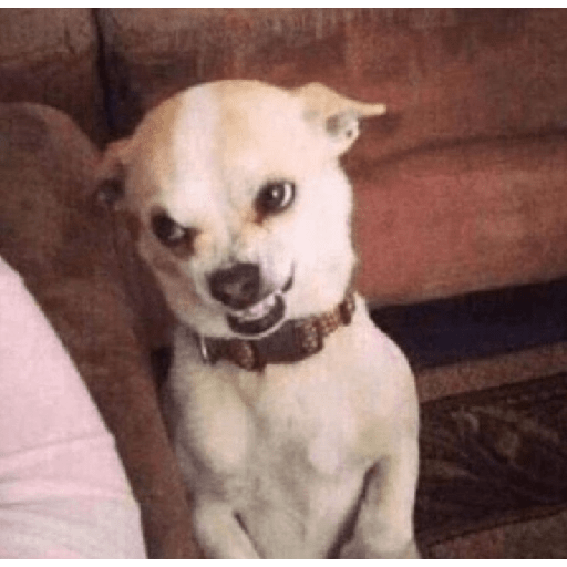 Chihuahuas 🫢 8