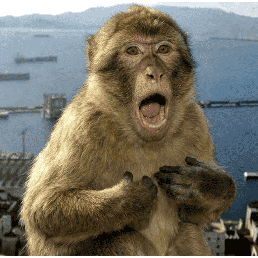 Monkey 2 6