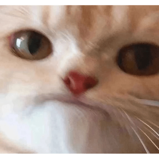 Meme kucing 24