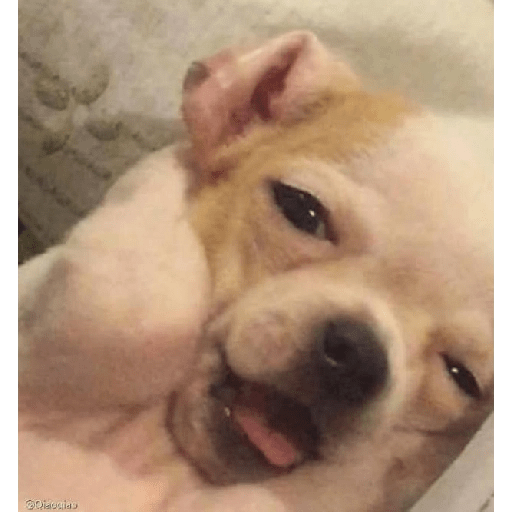 Chihuahuas 🫢 5